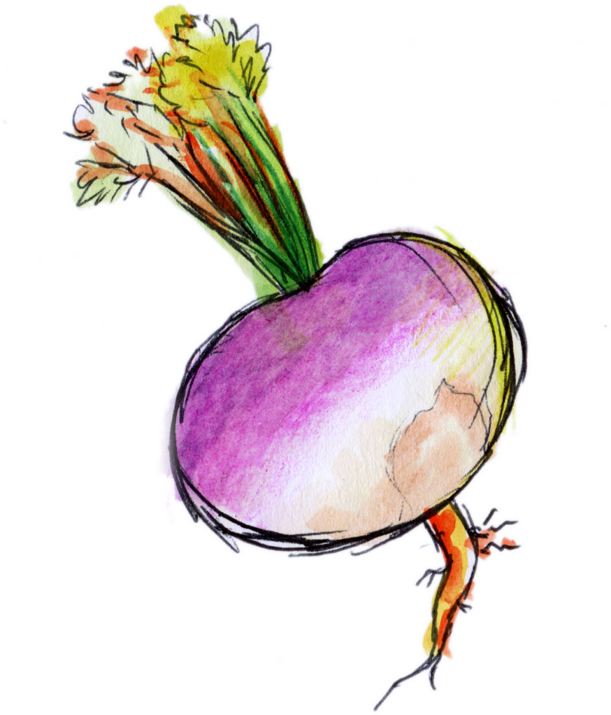 Turnip watercolour