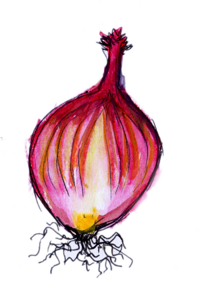 Red Onion Watercolour